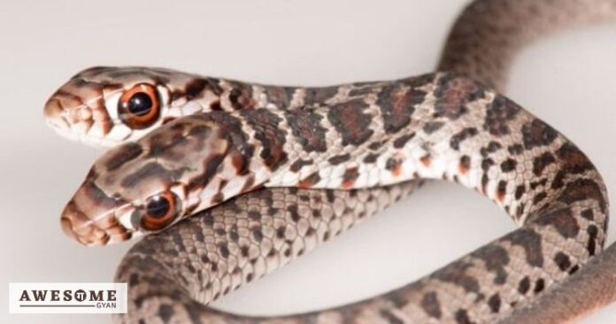 Two-faced-snake