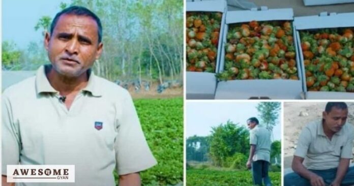 Brij Kishore mehta strawberry farming