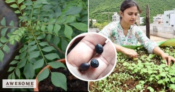 how-to-grow-curry-leaves-at-home