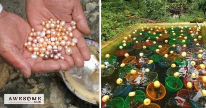professor-KJ-Mathchand-pearl-farming