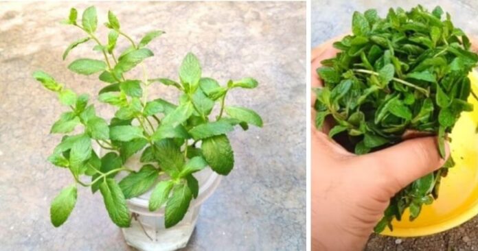 How-to-do-mint-gardening-at-home