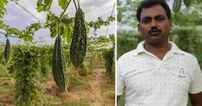 Jitendra-Singh-Bitter-gourd-farming