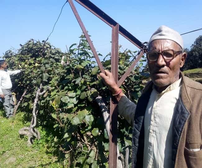 Mohan Singh Latwal Kiwi Farming