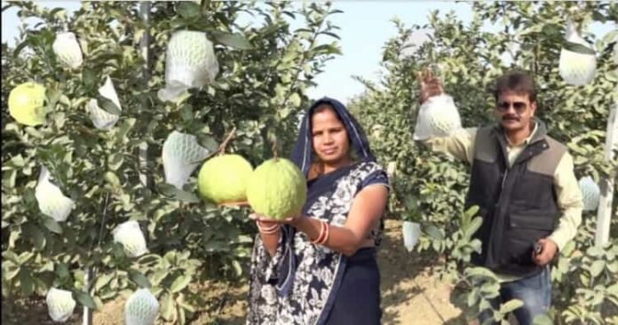 Neeraj Dhanda guava farming