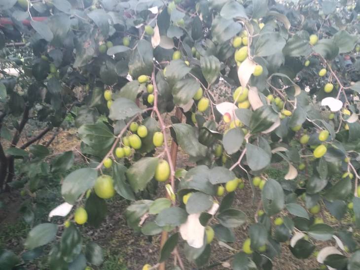 satbir-poonia-thai-apple-farming