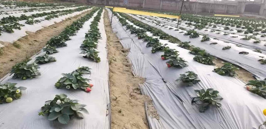 Strawberry-farming