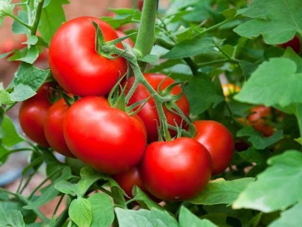Hydroponic-Tomatoes
