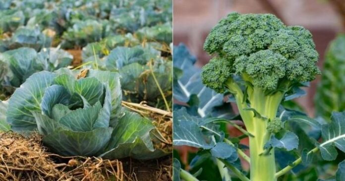 Company-offers-63-lakh-annual-package-for-picking-cabbage-and-broccoli-2