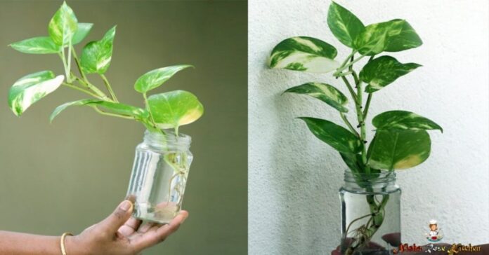 Grow Money Plant