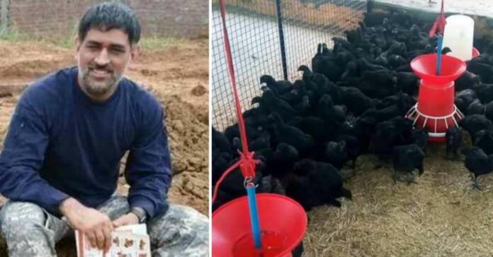 Kadaknath-Murga-poultry-Farming-Business