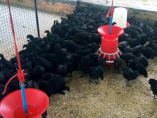 Kadaknath-Chicken-poultry-Farming