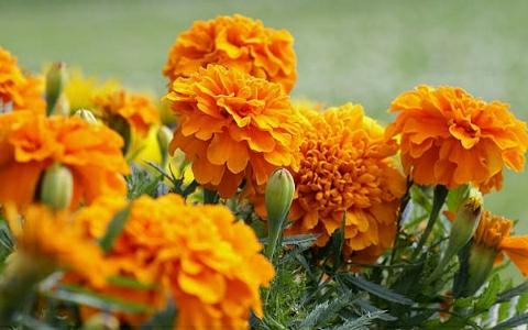 Marigold-Plant