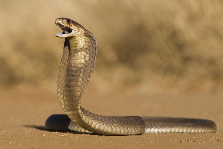 Cobra-Snake