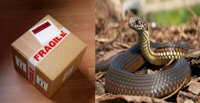 Snake-in-Courier-Box