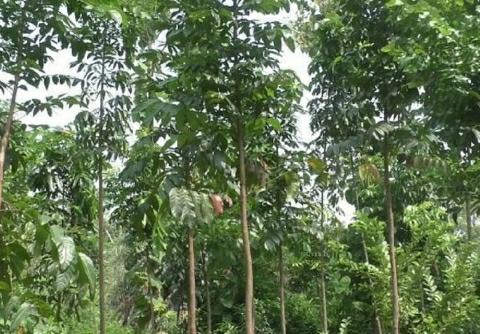 Mahogany-Tree-Farming-Profit