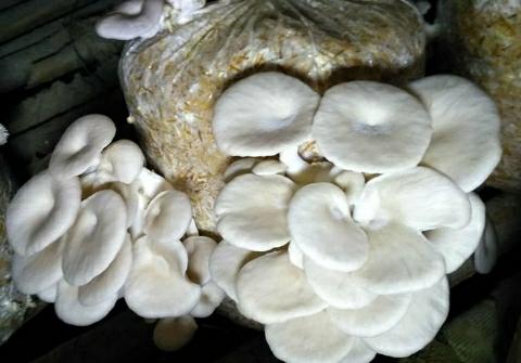 Pushpa-Jha-Mushroom