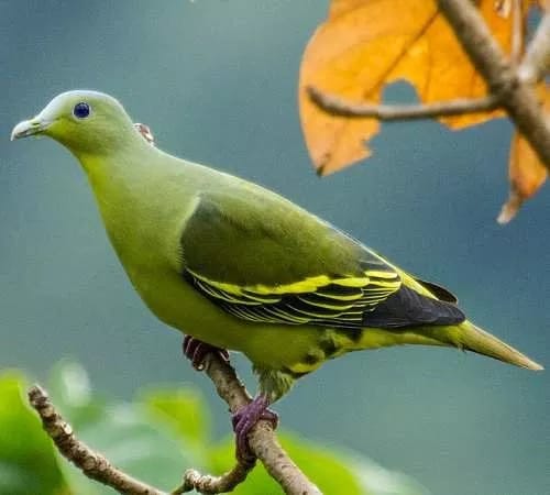 Green-Pigeon