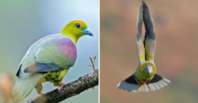 Know-About Yellow-Footed-Green-Pigeon
