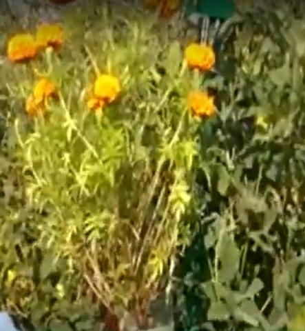 Jawahar-Model-Flower-Farming