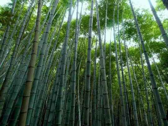 Bamboo-Farming