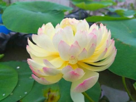 Lotus-Flower 