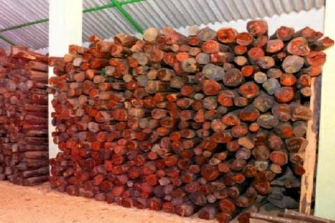 Red-sandalwood