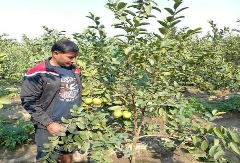 Kapil-From-Sonipat-Guava-Farming 