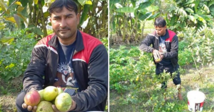 Kapil-Guava-Farming