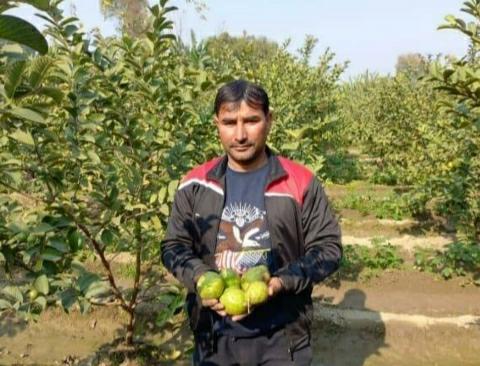 Kapil-Guava-Farming 