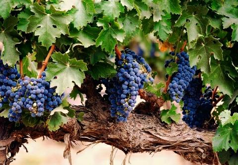 Grape-Horticulture