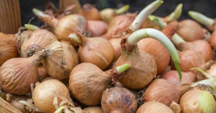 How-to-Stop-Onions-From-Sprouting