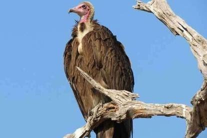 Facts about Vultures