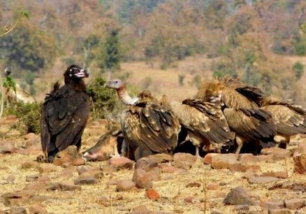The Importance of Vultures in Nature