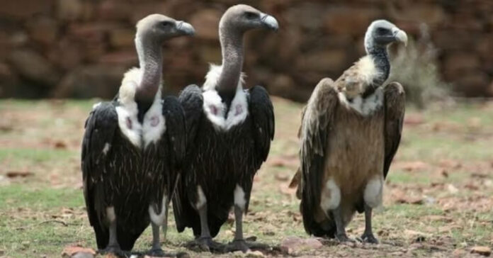The-Importance-of-Vultures-in-Nature