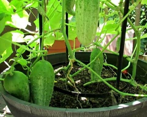 How To Grow Cucumber At Home in Hindi
