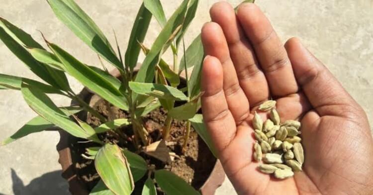 How to Grow Cardamom Plant at Home | इन आसान टिप्स को अपनाकर कर घर में उगा सकते हैं इलायची का पौधा, छोटी-छोटी बातों का रखना पड़ता है ध्यान