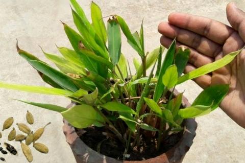 Grow Cardamom Plant at Home