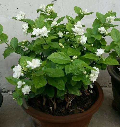 How to Grow Mogra Plant at Home