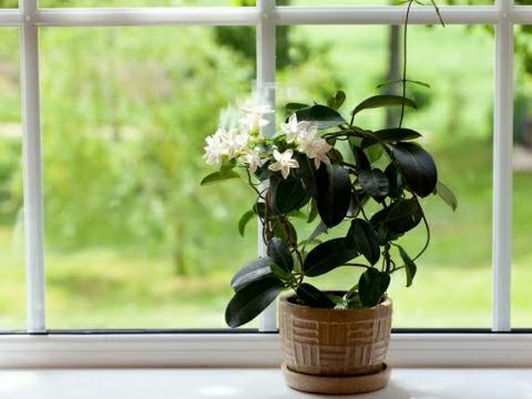 How to Grow Mogra Plant at Home