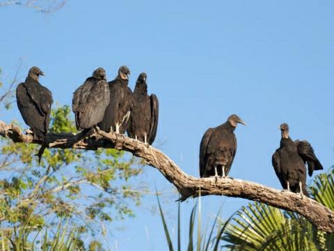 The Importance of Vultures in Nature