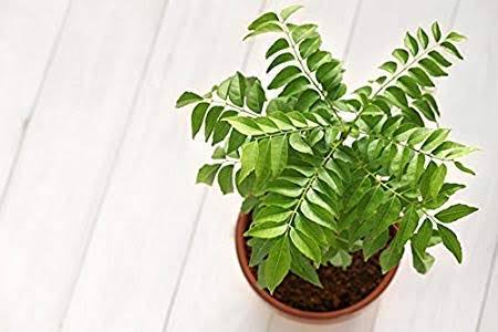 Grow-Curry-Leaves-Plant-at-Pot
