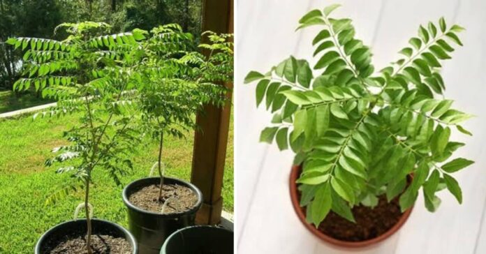 Easy-Tips-to-Grow-Curry-Leaves-at-Home