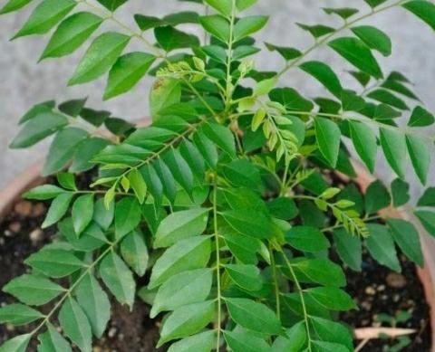 Grow-Curry-Leaves-at-Home