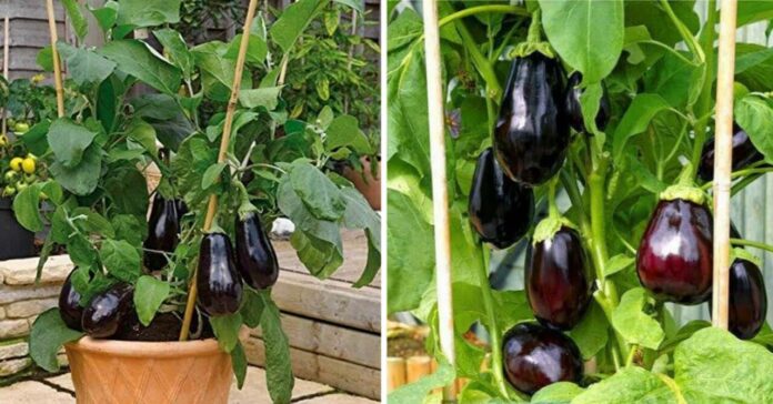 how-to-grow-Brinjal-in-pot-at-home
