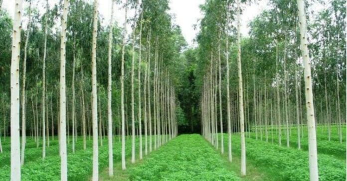 Eucalyptus-Farming-India