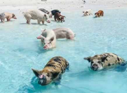 Pig-Beach-Bahamas