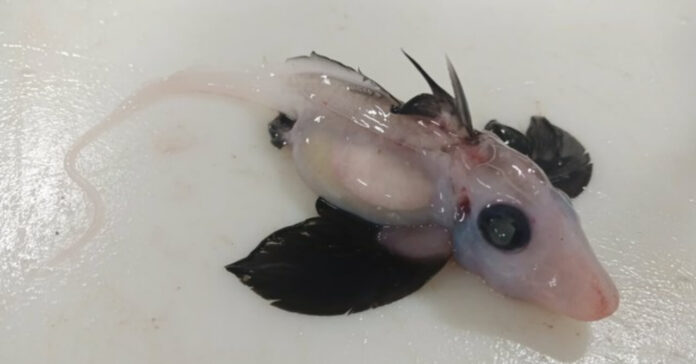 Rare Baby ghost shark discovered in New Zealand