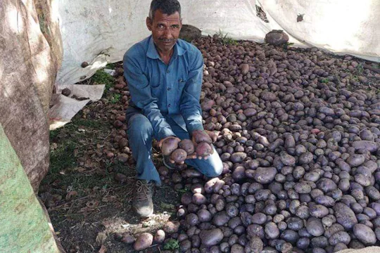 Blue Potato Farming