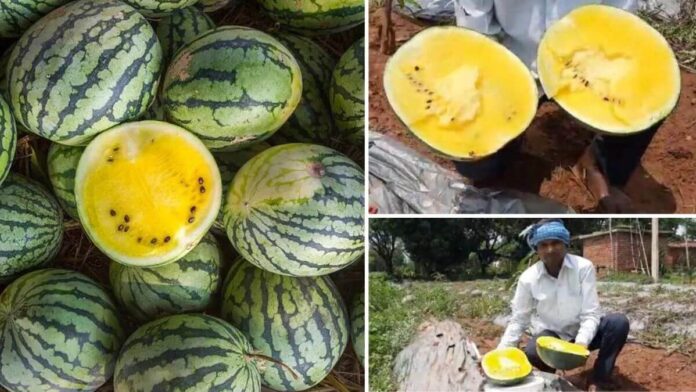 Jharkhand farmer grows yellow watermelon