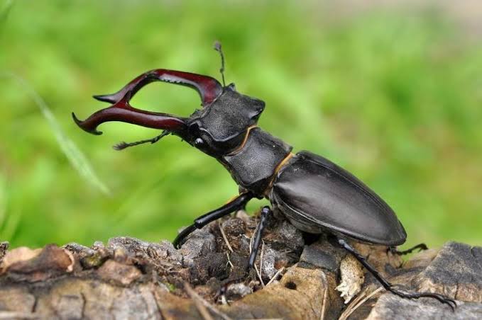 Stag Beetle World's Most Expensive Insect